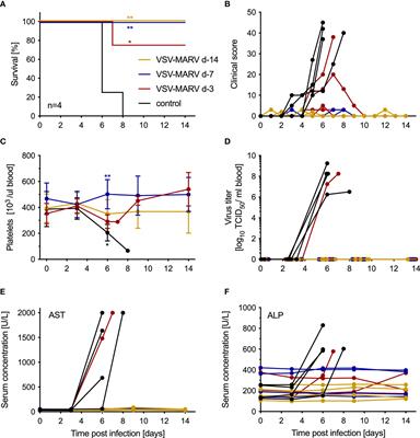 Single Dose of a VSV-Based Vaccine Rapidly Protects Macaques From Marburg Virus Disease